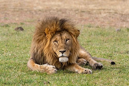 A male lion resting on grass Masai Mara National Reserve-Kenya-Africa Nature Print